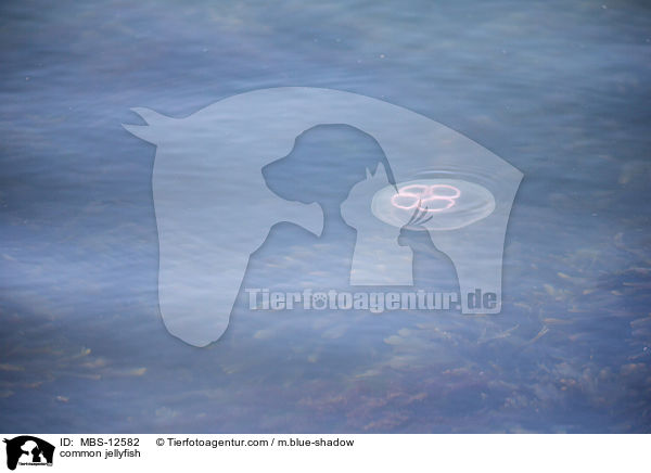 Ohrenqualle / common jellyfish / MBS-12582