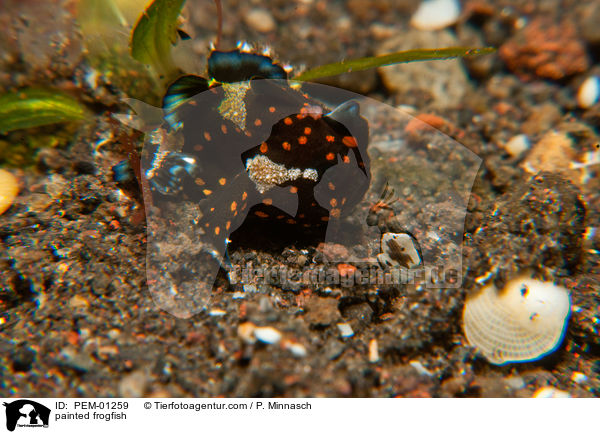 painted frogfish / PEM-01259