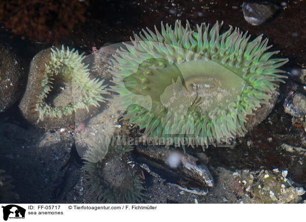 Seeanemonen / sea anemones / FF-05717