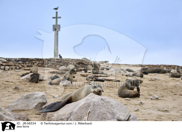 sea lions / JR-06534