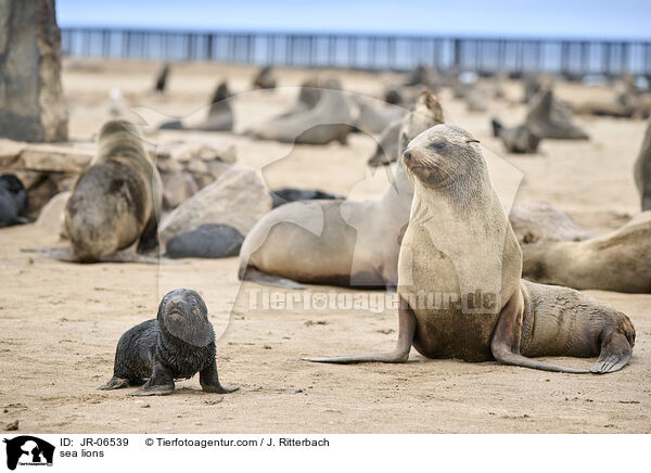 Seelwen / sea lions / JR-06539