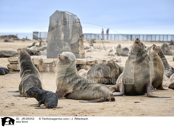 Seelwen / sea lions / JR-06542