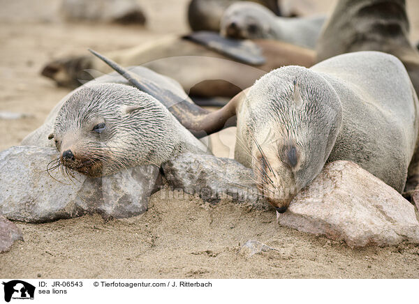 Seelwen / sea lions / JR-06543