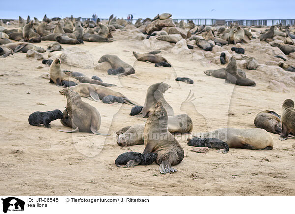 Seelwen / sea lions / JR-06545