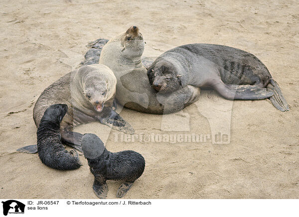 Seelwen / sea lions / JR-06547