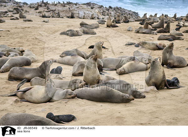 Seelwen / sea lions / JR-06549