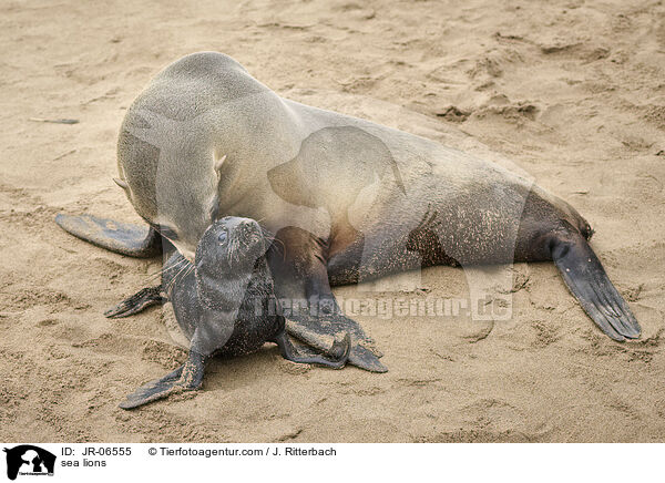 Seelwen / sea lions / JR-06555