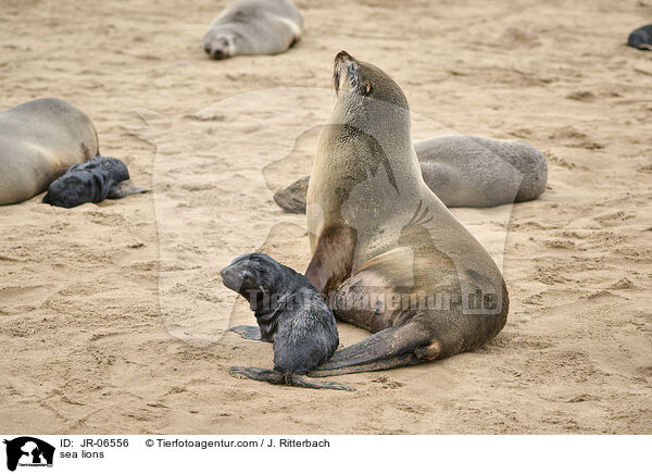 Seelwen / sea lions / JR-06556