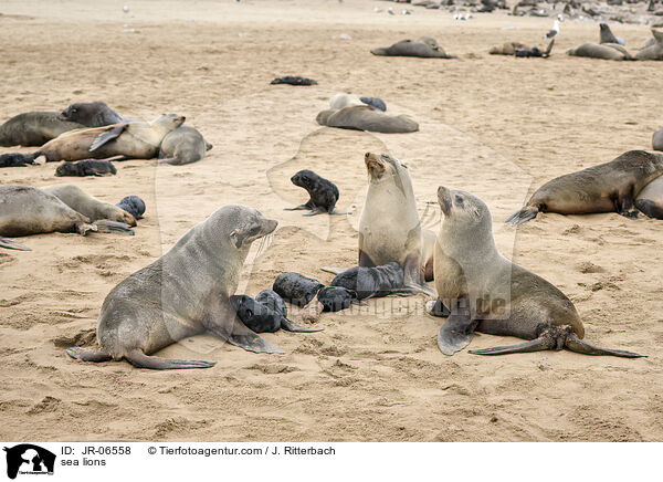 Seelwen / sea lions / JR-06558