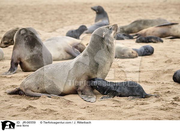 Seelwen / sea lions / JR-06559