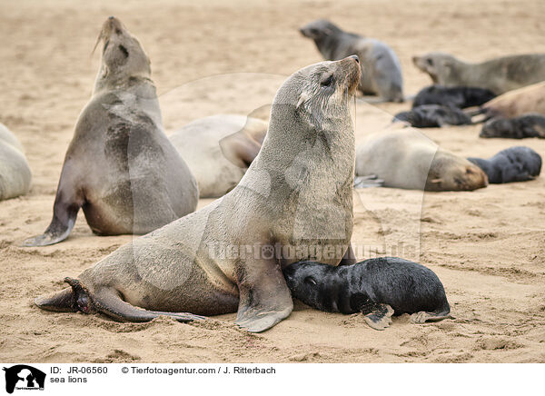 Seelwen / sea lions / JR-06560