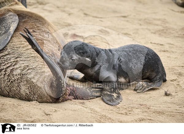 Seelwen / sea lions / JR-06562