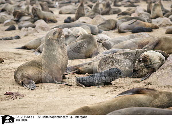 sea lions / JR-06564