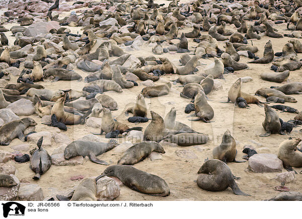 sea lions / JR-06566