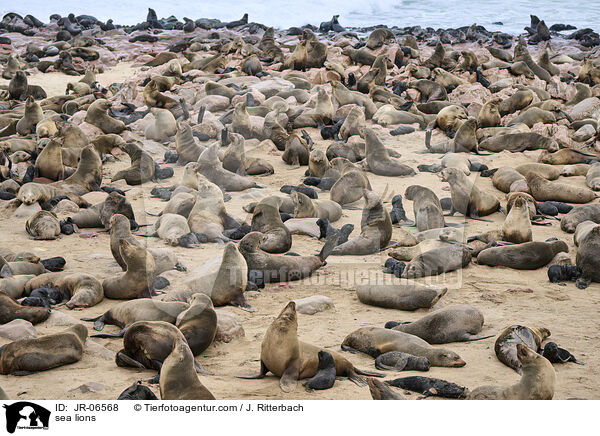 Seelwen / sea lions / JR-06568