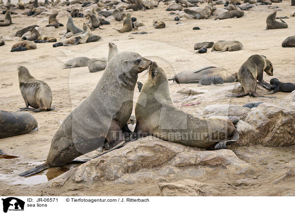 sea lions / JR-06571