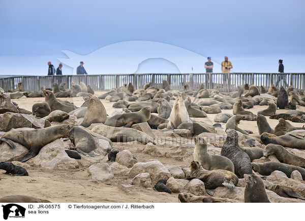 Seelwen / sea lions / JR-06575