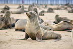 sea lions