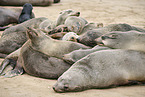 sea lions