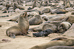 sea lions