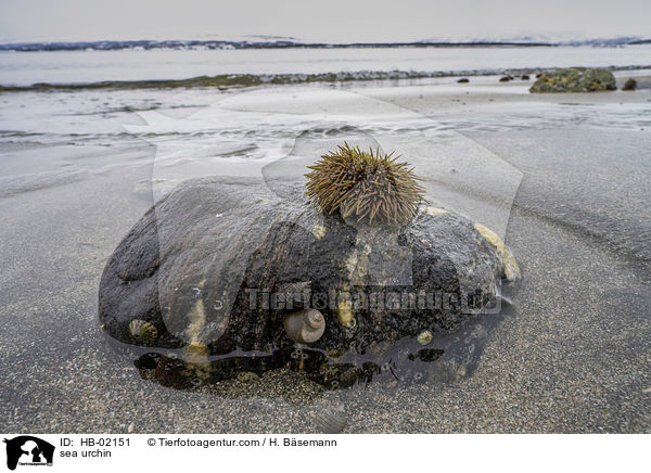 Seeigel / sea urchin / HB-02151