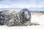 seal