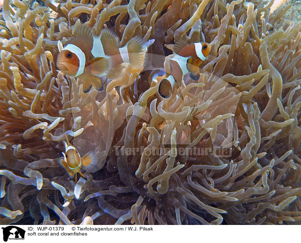 Weichkoralle und Clownfische / soft coral and clownfishes / WJP-01379