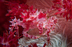 soft coral crab