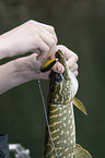 young angler with pike