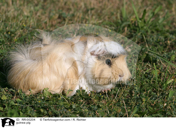 Meerschweinchen / guinea pig / RR-00204