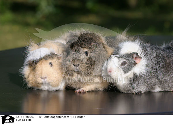 Meerschweinchen / guinea pigs / RR-00207