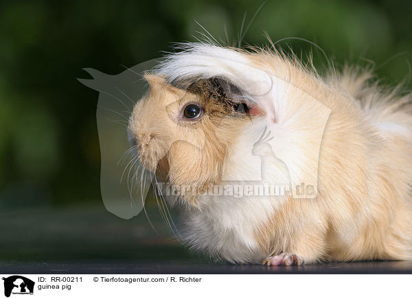 Meerschweinchen / guinea pig / RR-00211