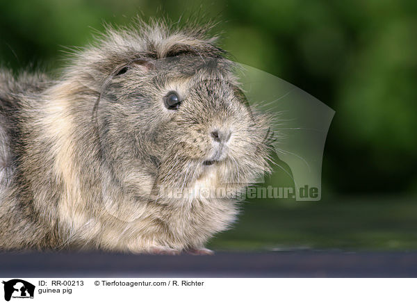 Meerschweinchen / guinea pig / RR-00213