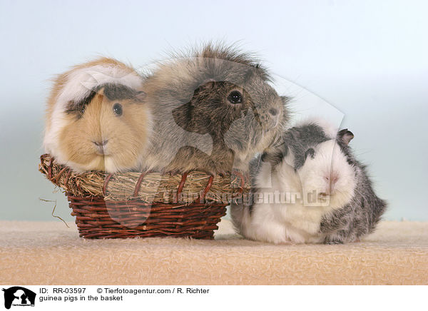 Rosettenmeerschweinchen im Krbchen / guinea pigs in the basket / RR-03597