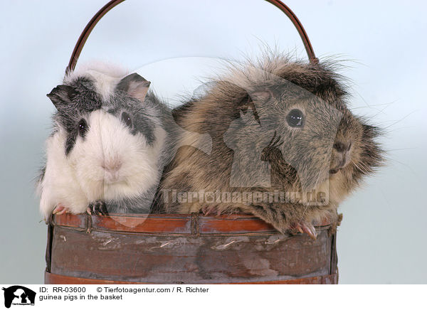 Rosettenmeerschweinchen im Krbchen / guinea pigs in the basket / RR-03600
