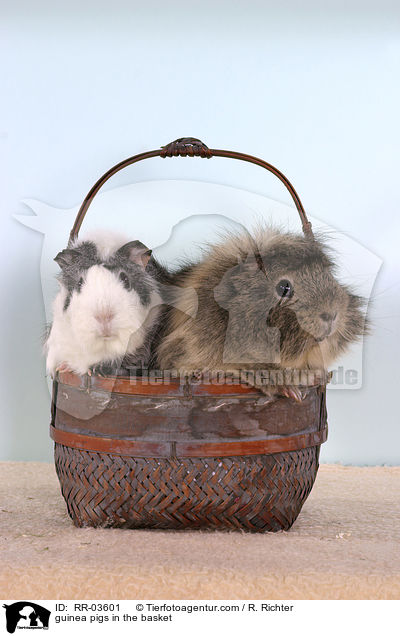 Rosettenmeerschweinchen im Krbchen / guinea pigs in the basket / RR-03601