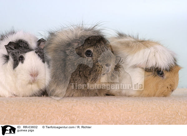 guinea pigs / RR-03602