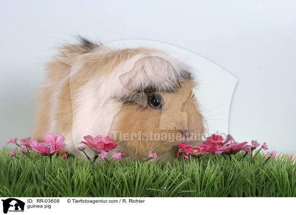 Rosettenmeerschweinchen / guinea pig / RR-03608