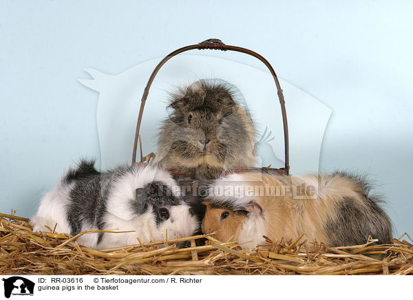 Rosettenmeerschweinchen im Krbchen / guinea pigs in the basket / RR-03616