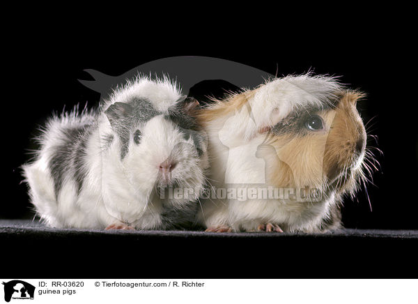 Rosettenmeerschweinchen / guinea pigs / RR-03620