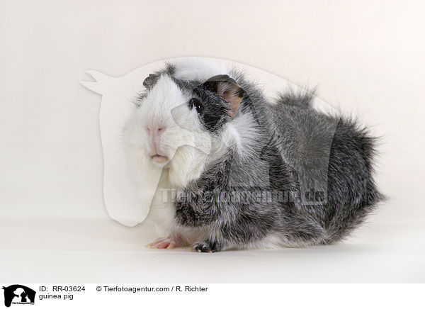 Rosettenmeerschweinchen / guinea pig / RR-03624
