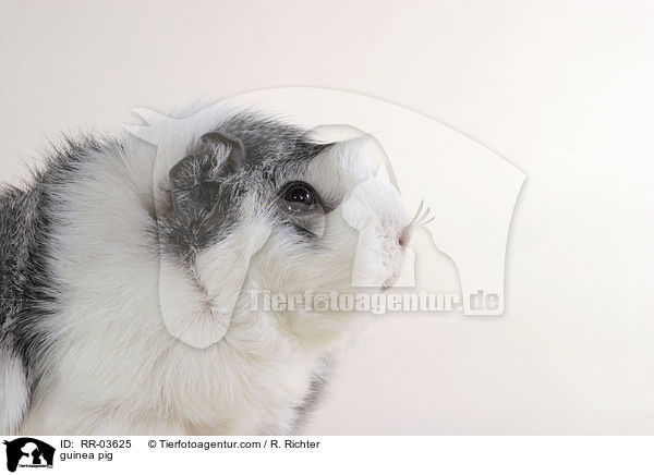 Rosettenmeerschweinchen / guinea pig / RR-03625