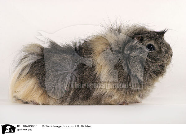 Rosettenmeerschweinchen / guinea pig / RR-03630