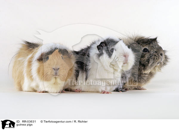 Rosettenmeerschweinchen / guinea pigs / RR-03631