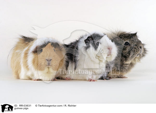 guinea pigs / RR-03631