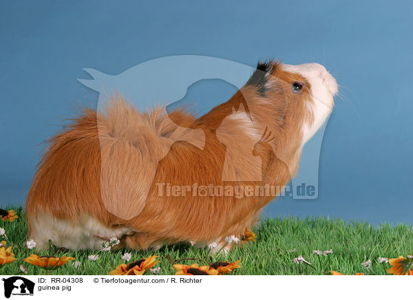 Rosettenmeerschwein / guinea pig / RR-04308