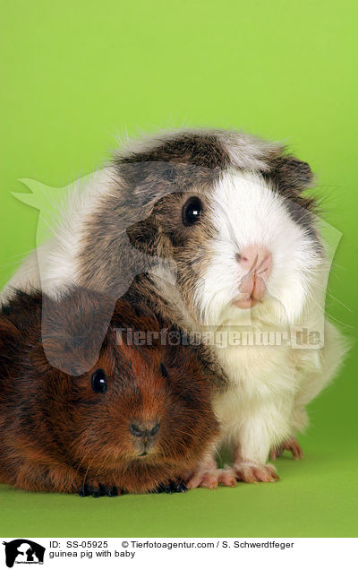 Rosettenmeerschwein mit Jungem / guinea pig with baby / SS-05925