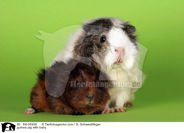 Rosettenmeerschwein mit Jungem / guinea pig with baby / SS-05926