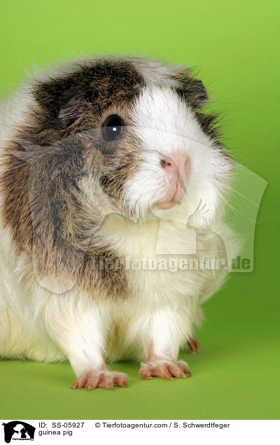Rosettenmeerschwein / guinea pig / SS-05927