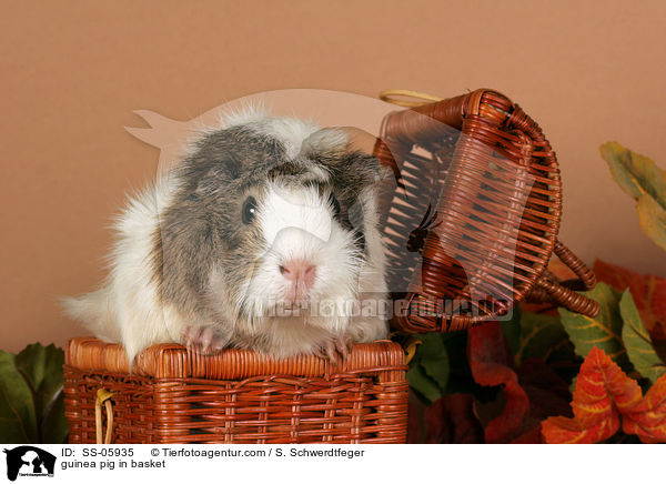 Rosettenmeerschwein in Krbchen / guinea pig in basket / SS-05935